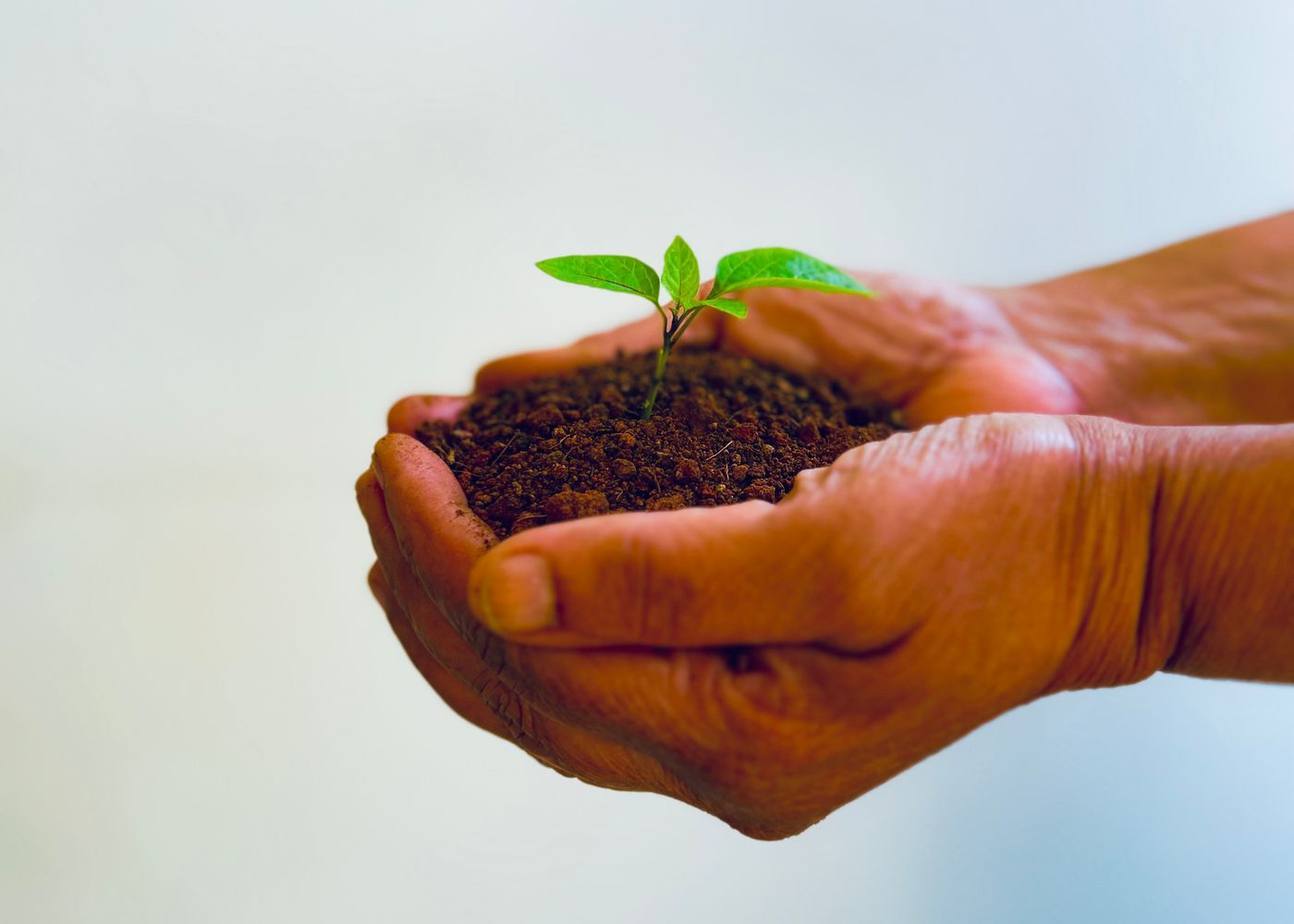 Mãos segurando com cuidado uma pequena muda verde